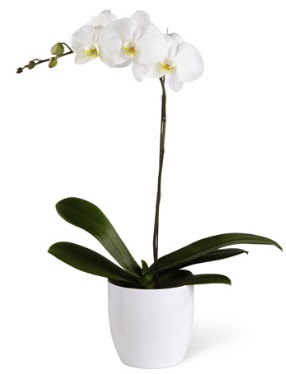 1 dall beyaz orkide  Elmas iek siparii sitesi 