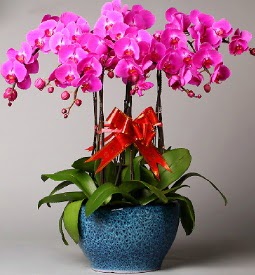 7 dall mor orkide  Elmas ucuz iek gnder 