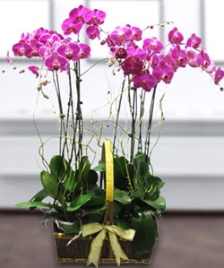 4 dall mor orkide  Elmas online iek gnderme sipari 