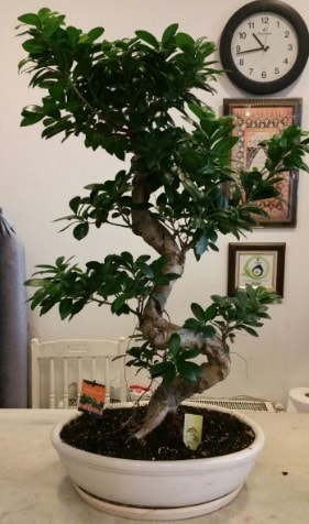 100 cm yksekliinde dev bonsai japon aac  Elmas ieki telefonlar 