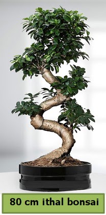 80 cm zel saksda bonsai bitkisi  Elmas iek , ieki , iekilik 