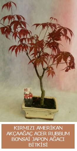Amerikan akaaa Acer Rubrum bonsai  Elmas hediye sevgilime hediye iek 