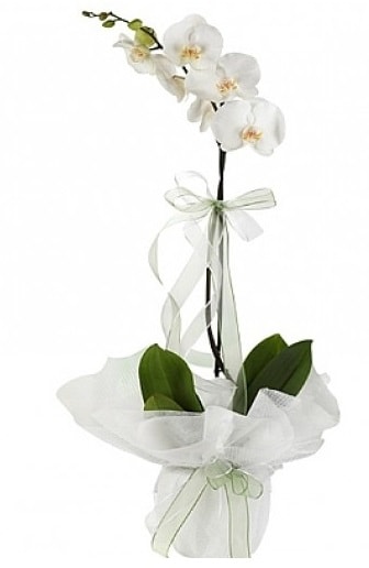 Tekli Beyaz Orkide  Elmas internetten iek siparii 