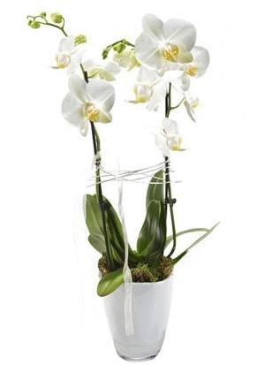 2 dall beyaz seramik beyaz orkide sakss  Elmas iek gnderme sitemiz gvenlidir 