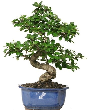 21 ile 25 cm aras zel S bonsai japon aac  Elmas iek , ieki , iekilik 