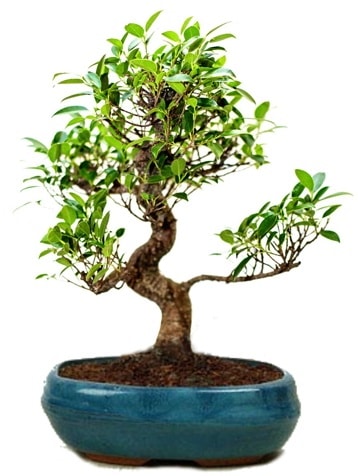 25 cm ile 30 cm aralnda Ficus S bonsai  Elmas iek gnderme sitemiz gvenlidir 